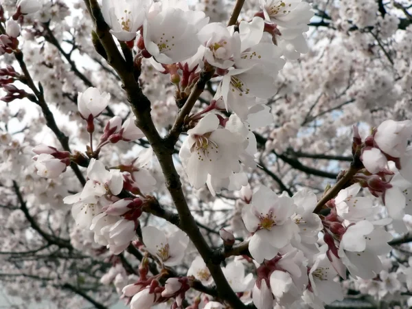 樱花的华盛顿州，直流 — 图库照片