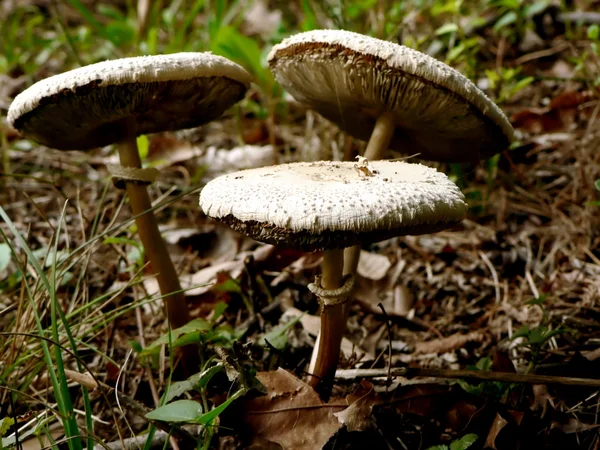 stock image Toadstool