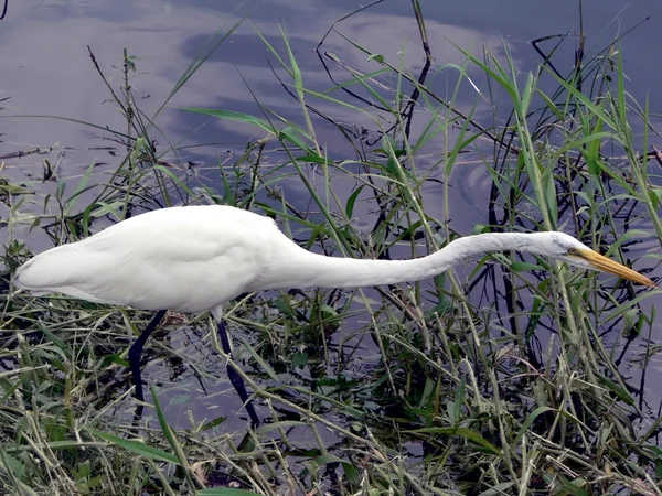 Bird - white egret wading through reeds — Stock Photo, Image