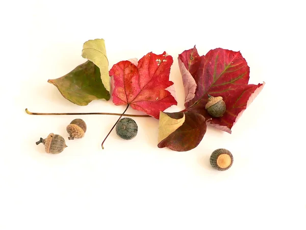Herbstblätter 3 — Stockfoto