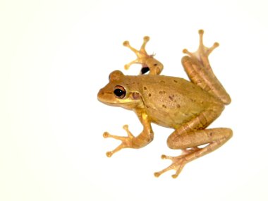 Beyaz arka plan üzerinde izole kırpma yolu tarafından florida treefrog fotoğrafı