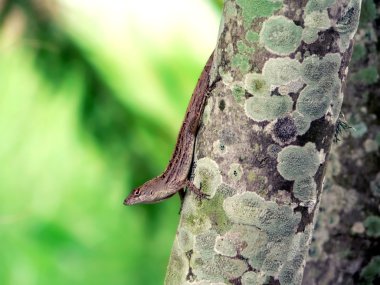 hagedis - florida Anolis 2