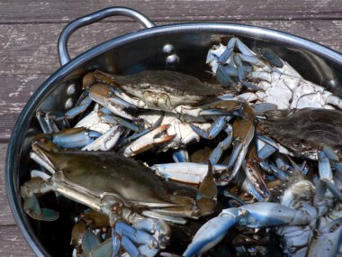 Blue crabs from the Chesapeake Bay of Maryland cooking in a pot outdoors clipart