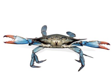 Crab - blue crabs in fight pose clipart