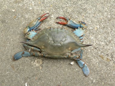 Crab - blue crab overhead view clipart