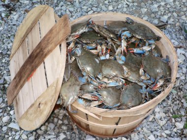 Crab - bushel of blue crabs 3 clipart