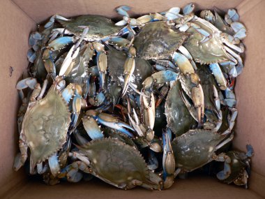 Crab - live blue crabs in box 2 clipart