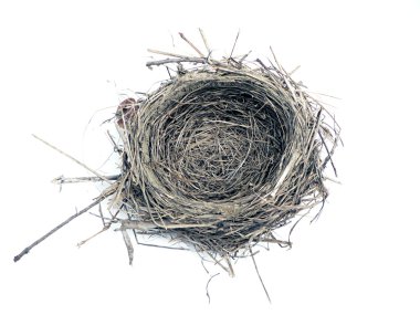 Bird nest clipart