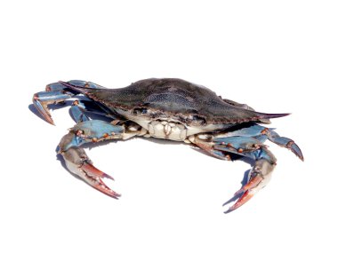 Blue crab isolated over white 2 clipart