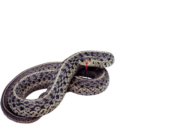 stock image Garter snake isolated