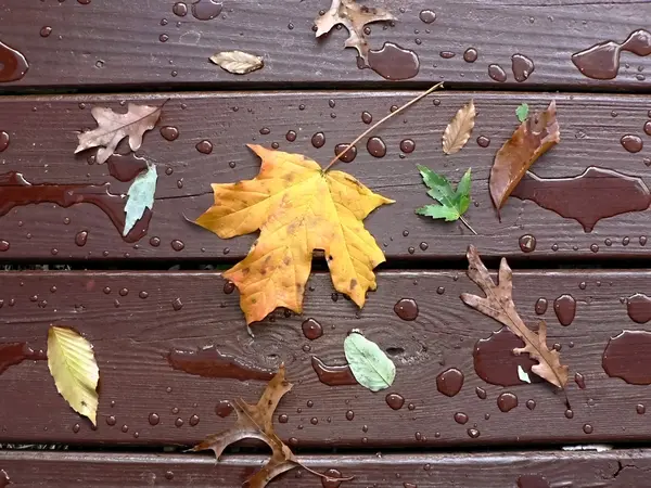 Foglie d'autunno sul ponte di legno bagnato — Foto Stock