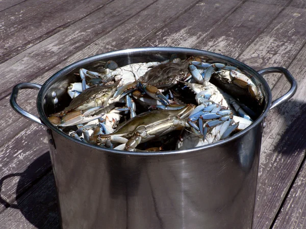 Blue crabs from the Chesapeake Bay of Maryland cooking in a pot outdoors — Stockfoto