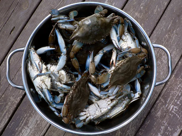 Granchi blu della baia di Chesapeake del Maryland che cucinano in una pentola all'aperto — Foto Stock