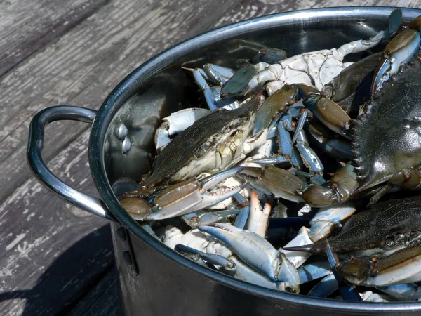 Blue crabs from the Chesapeake Bay of Maryland cooking in a pot outdoors — Stock Photo, Image