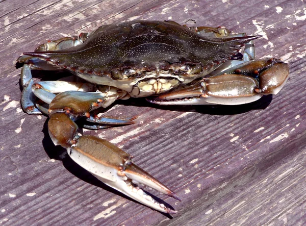 Krabbor från Chesapeake Bay i Maryland — Stockfoto