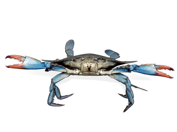 蟹蟹-蓝色战斗的姿势 — 图库照片