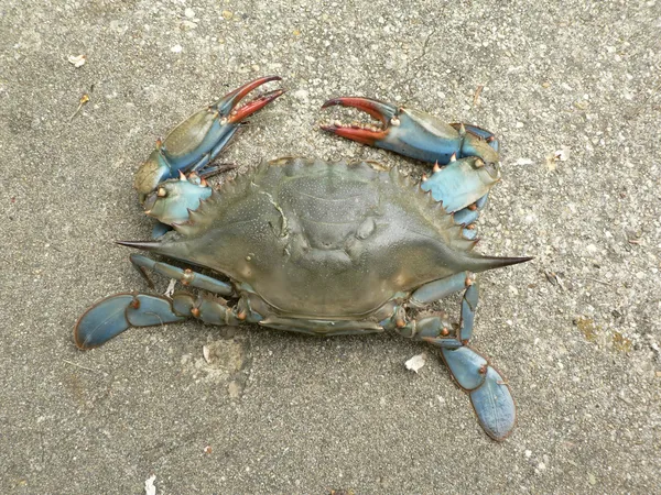 Krabbe - blaue Krabbe über Kopf — Stockfoto