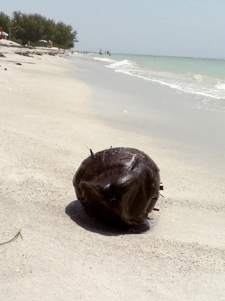 Кокосовый орех на пляже 3 — стоковое фото
