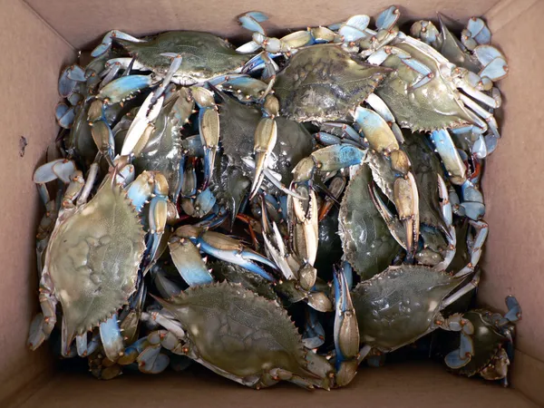 Caranguejo - caranguejos azuis vivos na caixa 2 — Fotografia de Stock