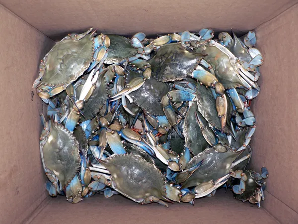 Krabba - levande blå krabbor i låda — Stockfoto