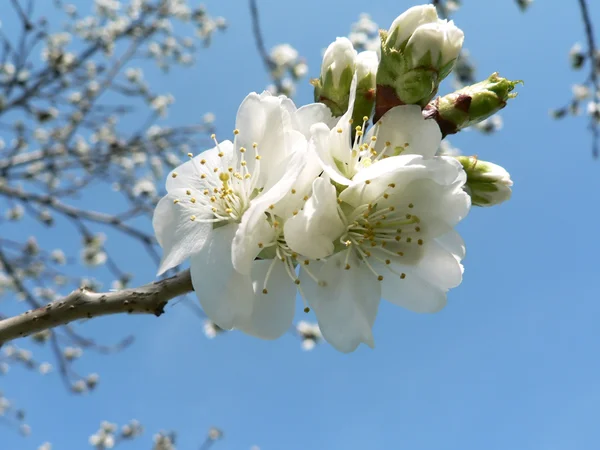 Flores de cerezo 2 de Washington, DC — Foto de Stock
