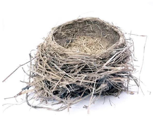 Bird nest 2 — Stock Photo, Image