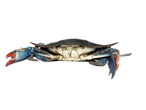 Blue crabs isolated over white — Stock Photo, Image