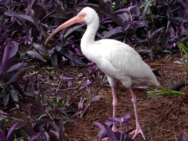 Vogel - weißer Ibis — Stockfoto