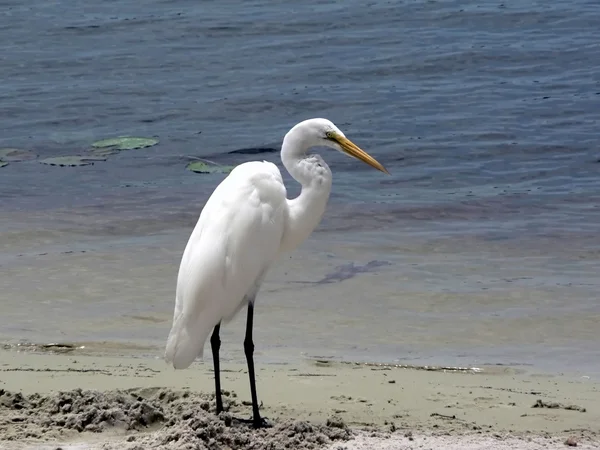 Bird - white egret — Stock Photo, Image