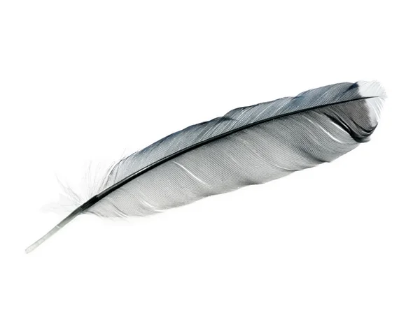 Bird feather isolated — Stock Photo, Image