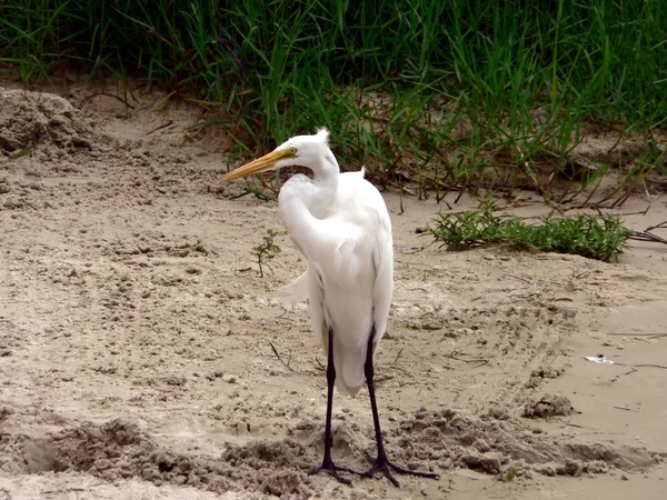 Bird - white egret 3 — Stock Photo, Image