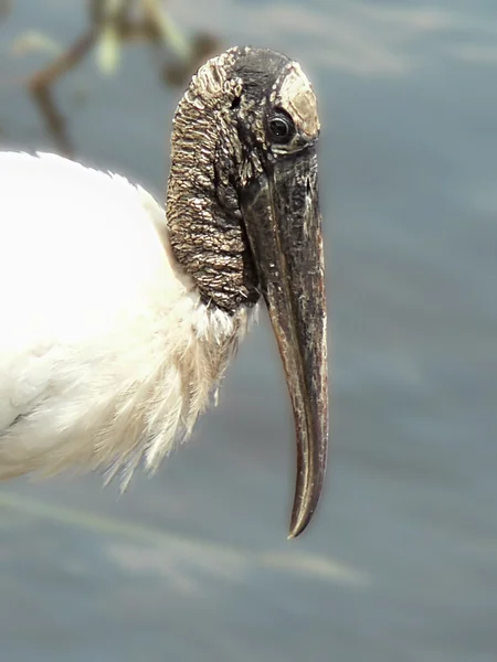 Bird - endangered wood stork face 3 — Stock Photo, Image
