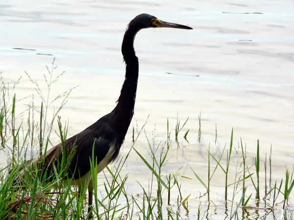 Bird - egret — Stock Photo, Image