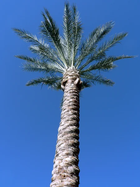 Arizona palmiye ağacının 2 — Stok fotoğraf