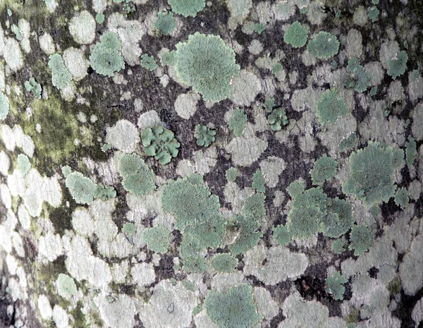 Streszczenie tekstura - Licheniu objęte kora 2 — Zdjęcie stockowe
