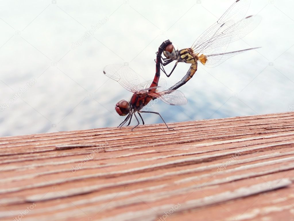 Dragonfly sex