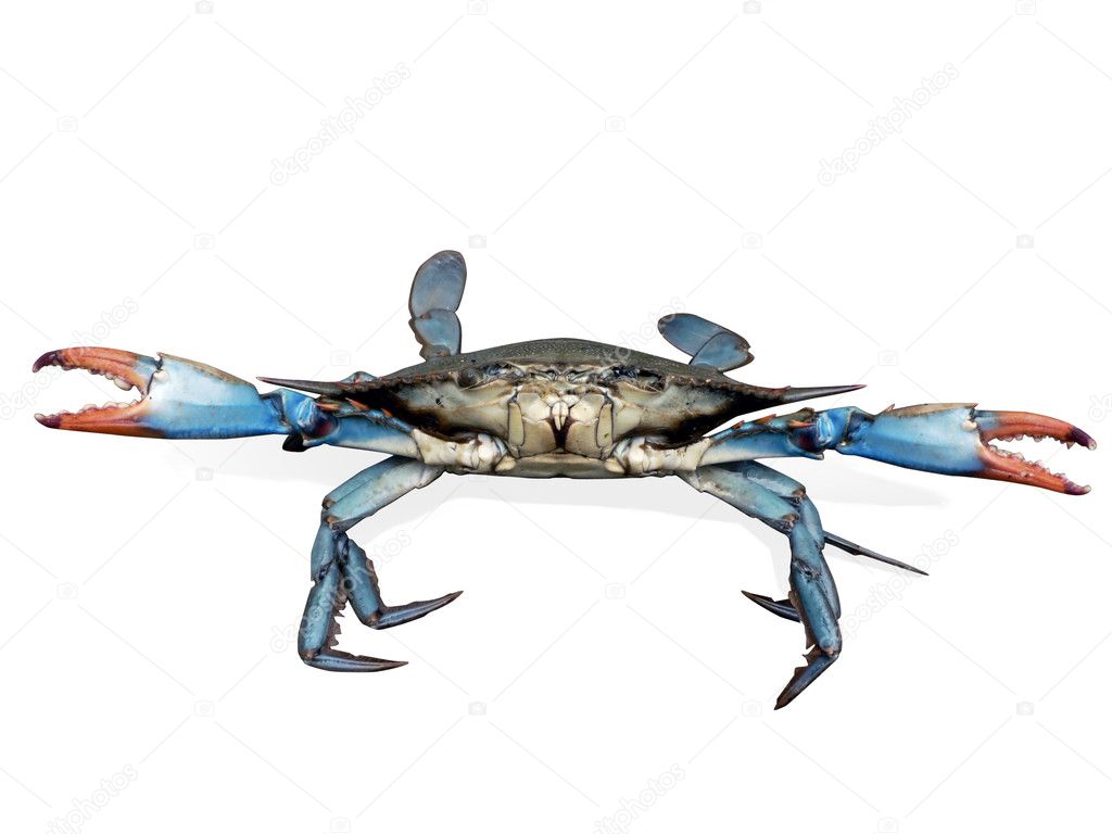 Crab blue crabs in fight pose — Stock Photo © tdoes1 2387116