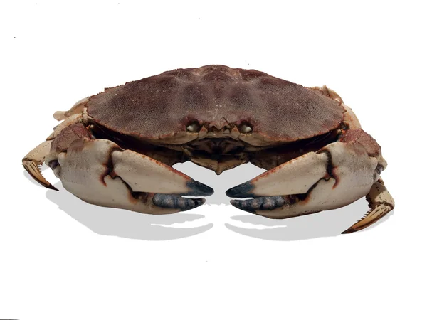 Dungenes krabba — Stockfoto