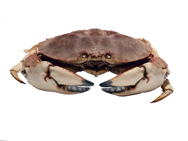 Dungene Krabbe — Stockfoto