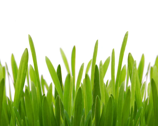 Färsk våren grön — Stockfoto