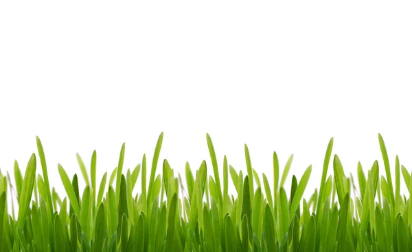 Fresh spring grass — Stock Photo, Image