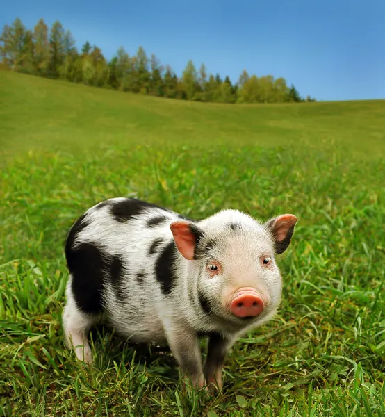 可爱斑点小猪 — 图库照片
