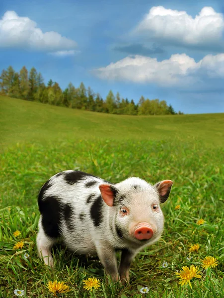 Cute piglet on grass — Stock Photo, Image