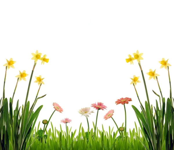 Spring flower garden — Stock Photo, Image