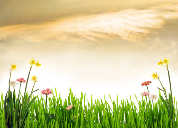 Scenery with fresh spring flowers and grass in sunset, photo illustration