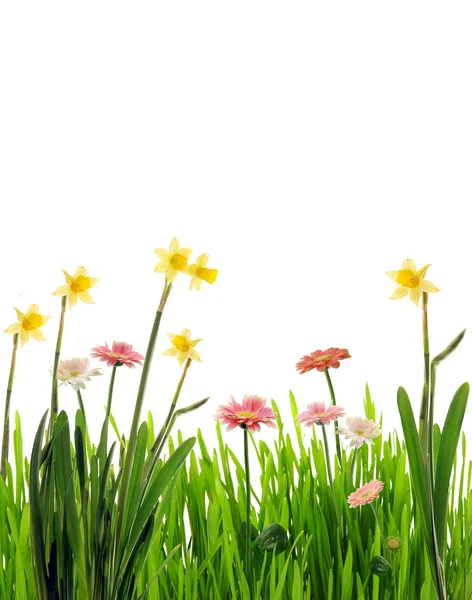 Jarní květiny — Stock fotografie