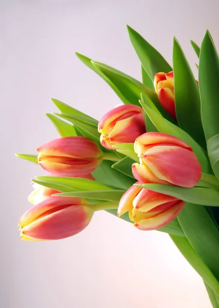 Tulipani primaverili — Foto Stock