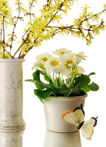 stock image Spring arrangement