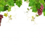 Fresh grapevine frame — Stock Photo © Miiisha #2777359