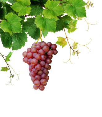 Grapevine with pink grape cluster clipart